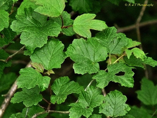 {Viburnum opulus var. opulus}